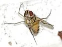 Crocinosoma cornuale - photo 5