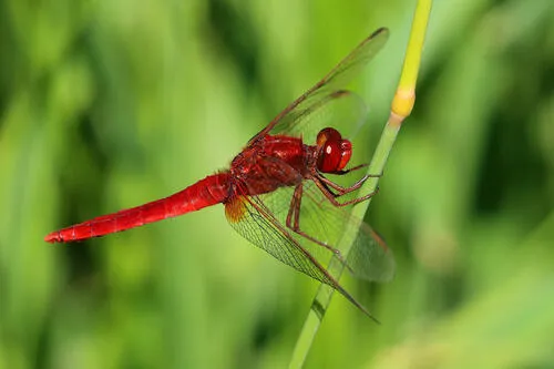 Broad Scarlet