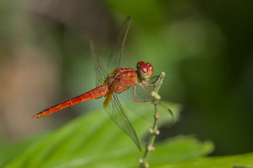 Scarlet Skimmer