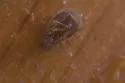Crophius angustatus