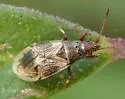 Crophius angustatus - photo 3