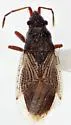 Crophius angustatus - photo 4