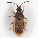 Crophius bohemani