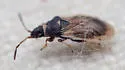 Crophius bohemani - photo 4