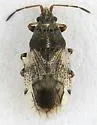 Crophius disconotus