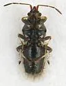 Crophius disconotus - photo 2