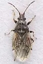 Crophius disconotus - photo 4