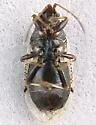 Crophius disconotus - photo 5