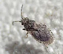 Crophius scabrosus