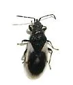 Crophius schwarzi