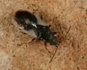 Crophius schwarzi - photo 2