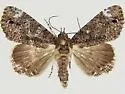 Cropia connecta - Hodges#9622