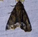 Cropia connecta - Hodges#9622 - photo 2