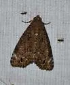Cropia connecta - Hodges#9622 - photo 3