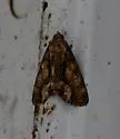 Cropia connecta - Hodges#9622 - photo 4