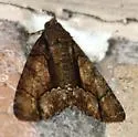 Cropia connecta - Hodges#9622 - photo 5