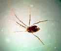 Crosbycus dasycnemus