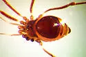 Crosbycus dasycnemus - photo 2