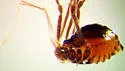 Crosbycus dasycnemus - photo 3