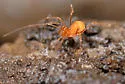 Crosbyella distincta