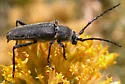 Crossidius ater