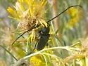 Crossidius ater - photo 2