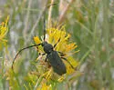 Crossidius ater - photo 3