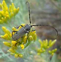 Crossidius ater - photo 4