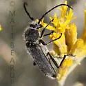 Crossidius ater - photo 5