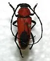 Crossidius coralinus