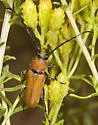 Crossidius coralinus - photo 2