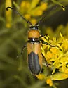Crossidius coralinus - photo 3
