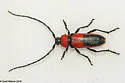 Crossidius coralinus - photo 4
