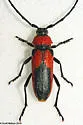 Crossidius coralinus - photo 5