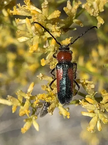 Orange-bracketed Longhorned Beetle