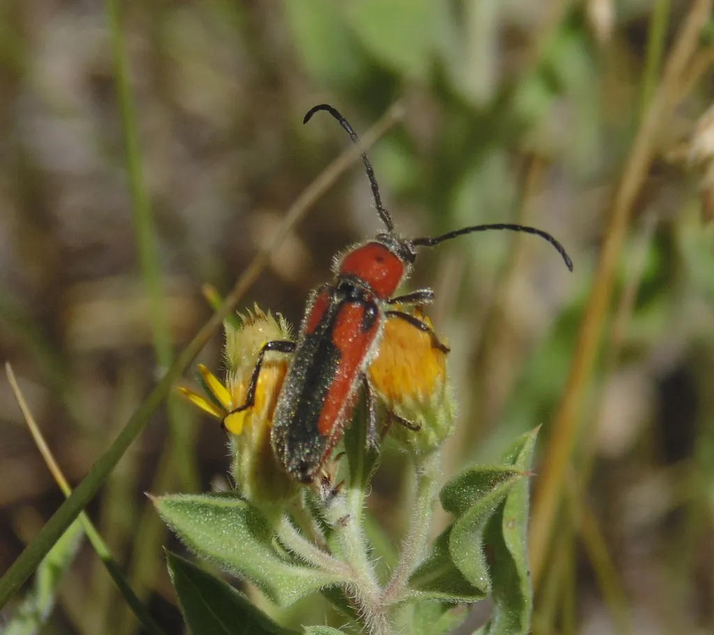 Orange-bracketed Longhorned Beetle - photo 2