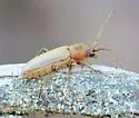 Crossidius grahami - photo 3