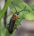 Crossidius grahami - photo 5