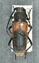 Crossidius hirtipes