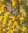 Crossidius hirtipes - photo 3