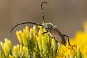 Crossidius hirtipes - photo 4