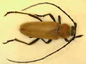 Crossidius hirtipes - photo 5