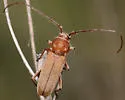 Crossidius humeralis
