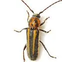 Crossidius humeralis - photo 2