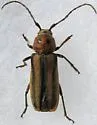 Crossidius humeralis - photo 4