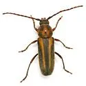 Crossidius humeralis - photo 5