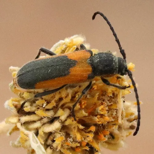 Crossidius pulchellus - Crossidius pulchellus