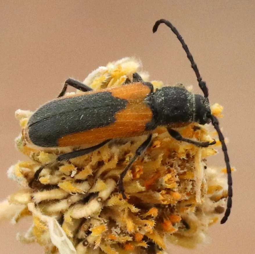 Crossidius pulchellus - photo 2