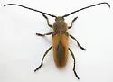 Crossidius punctatus - photo 2