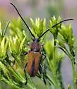 Crossidius punctatus - photo 3